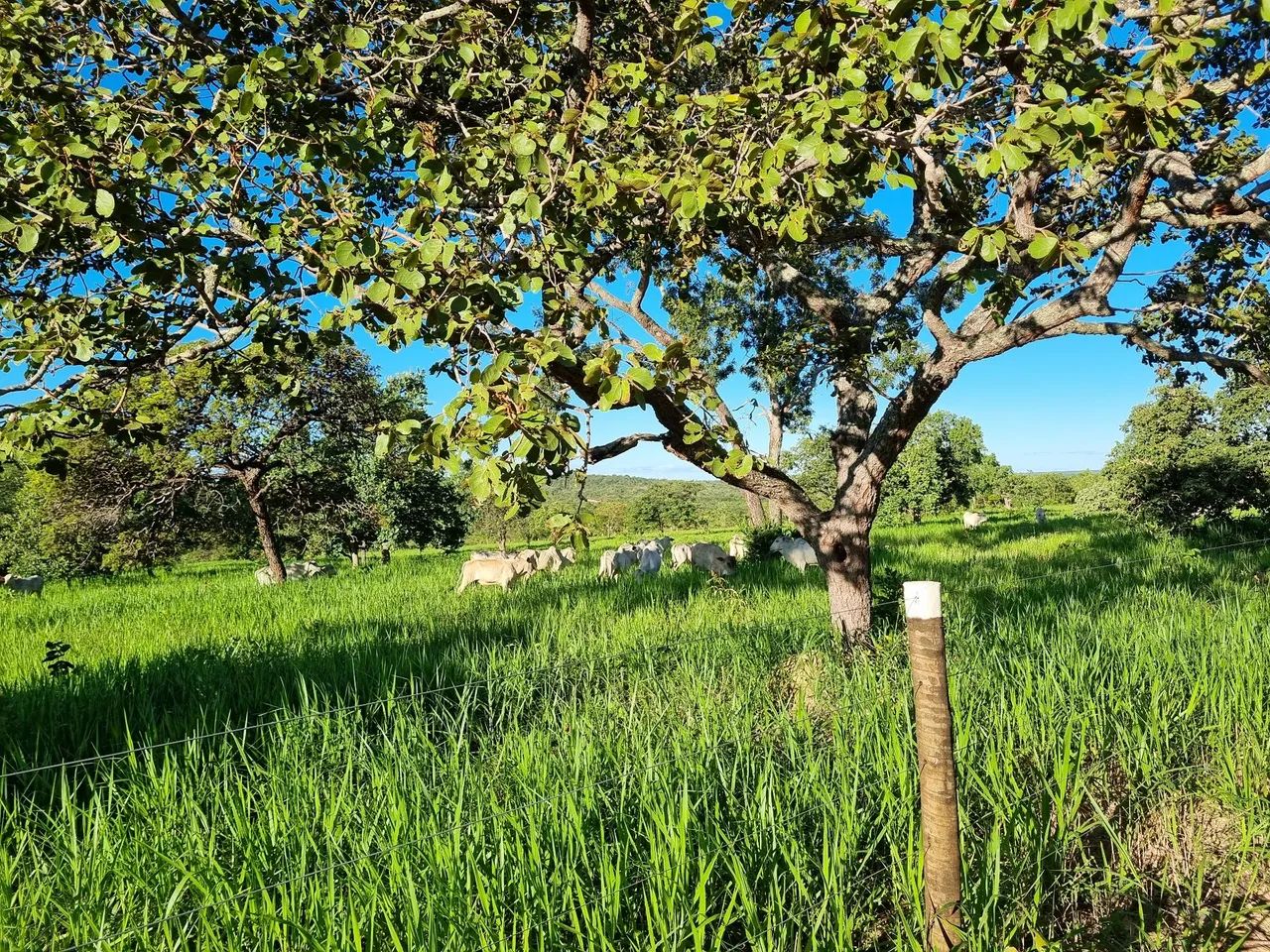 OPOTUNIDADE!! Fazenda 202 Hectares Arinos-MG - Foto 8