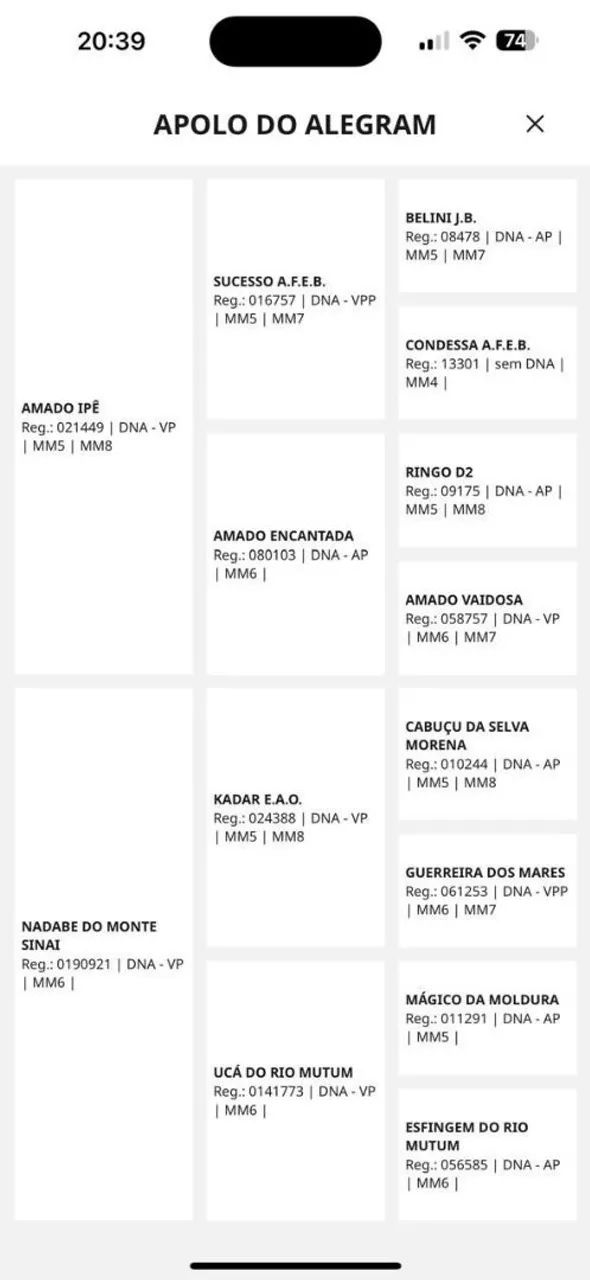 Pra quem quer ter um cavalo de pista Fazer um investimento  - Foto 3