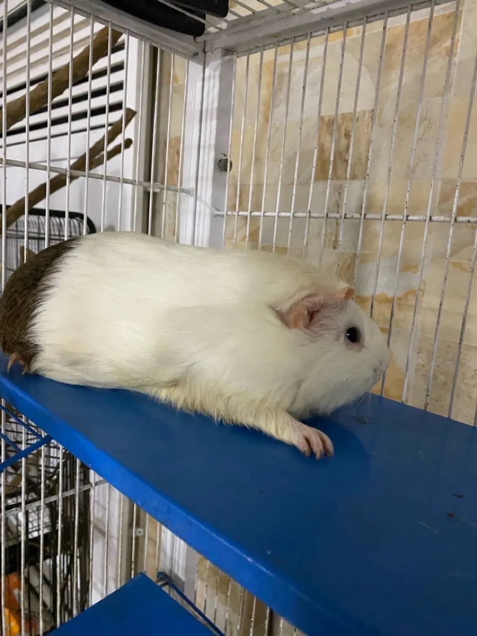 Porquinho da índia  - Foto 2