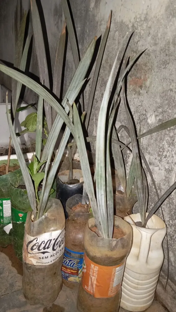 Mudas de Palmeira em garrafa pet 35 reais cada muda