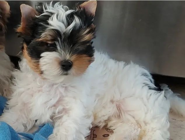 Biewer Terrier com Parcelamento em Até 12x Sem Juros
