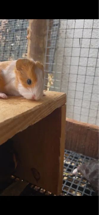 Porquinho da índia pelo longo Sheltie  - Foto 5