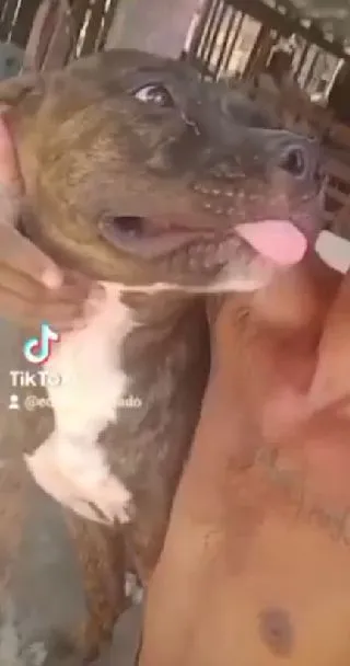 Pitbull