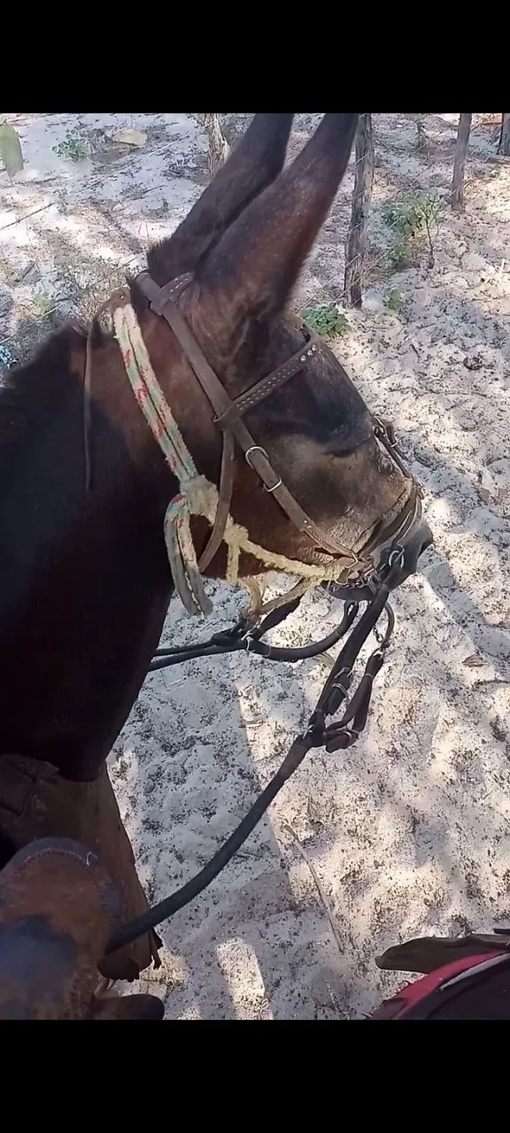 Mula de marcha picada apta a qualquer modalidade de trabalho  - Foto 5
