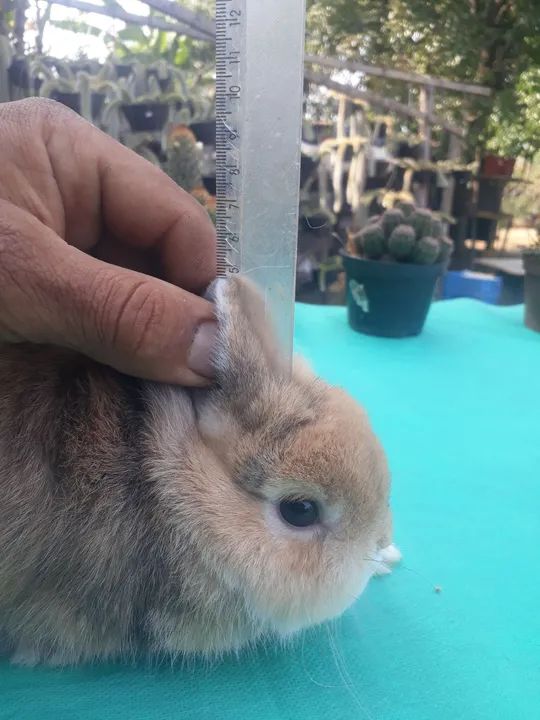 Coelho anão importado harlequim padrão show 