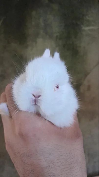 Anao netherland  - Foto 3