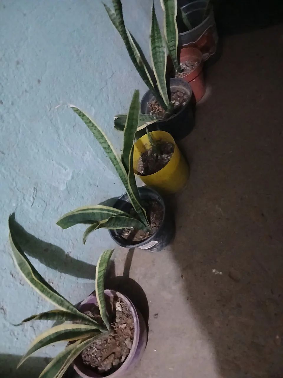 Plantas 