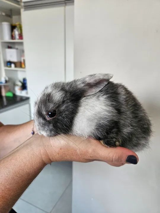 Coelho mini ( os das orelhas caidas) - Foto 3
