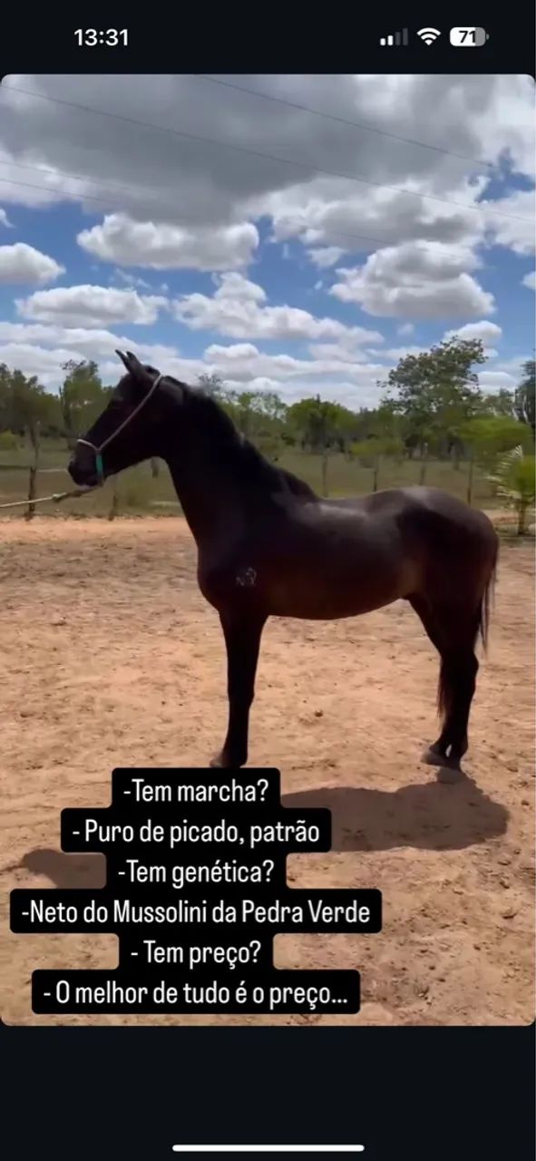Cavalo 1 ano e 8 meses top 