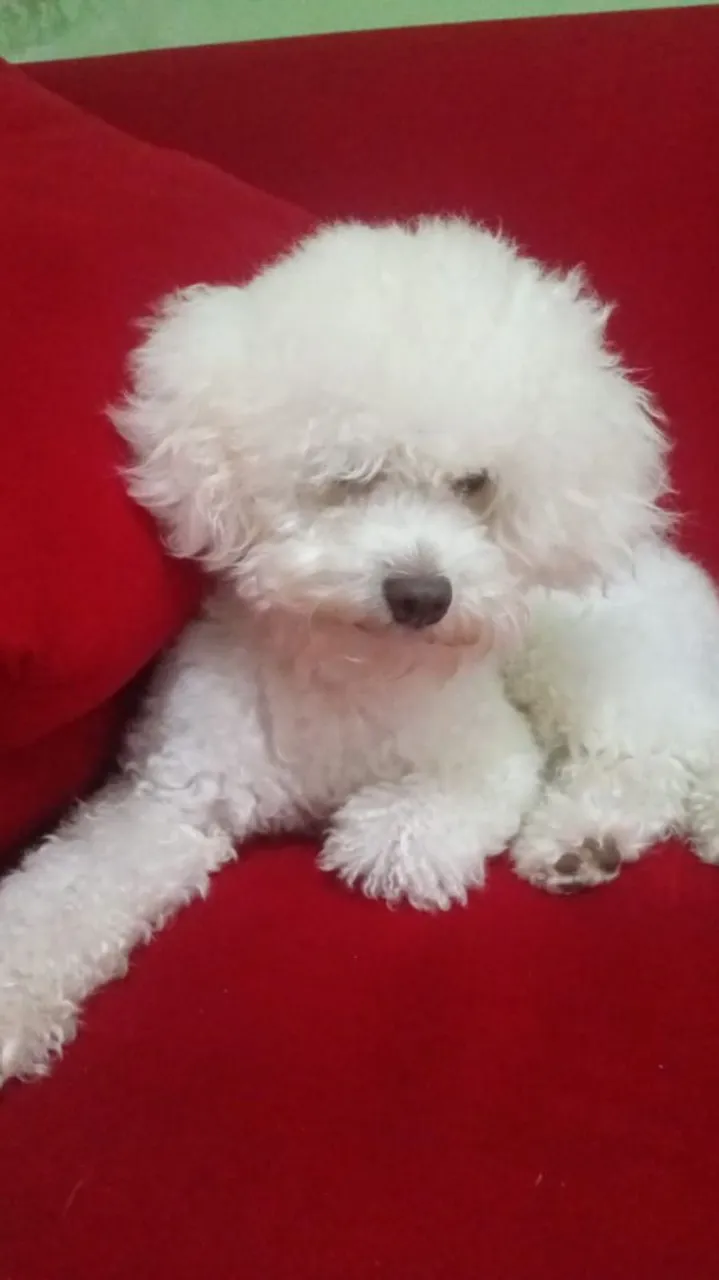 Poodle 