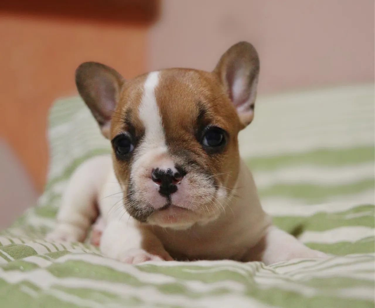 Filhotes de Bulldog Francês