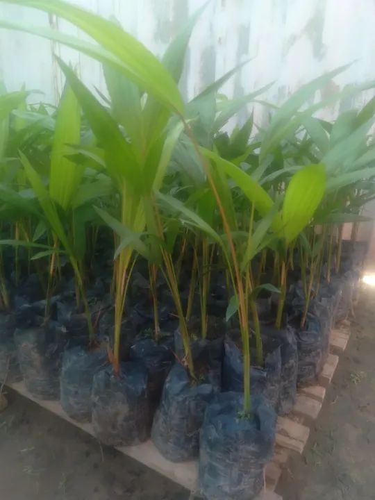 Mudas de açai chumbinho e brs  - Foto 3