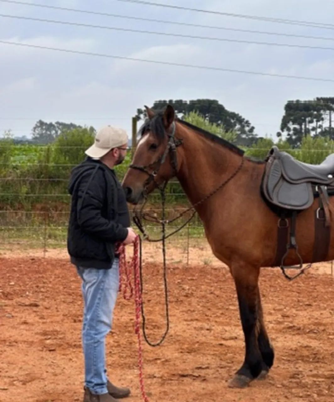 Cavalo crioulo  - Foto 2