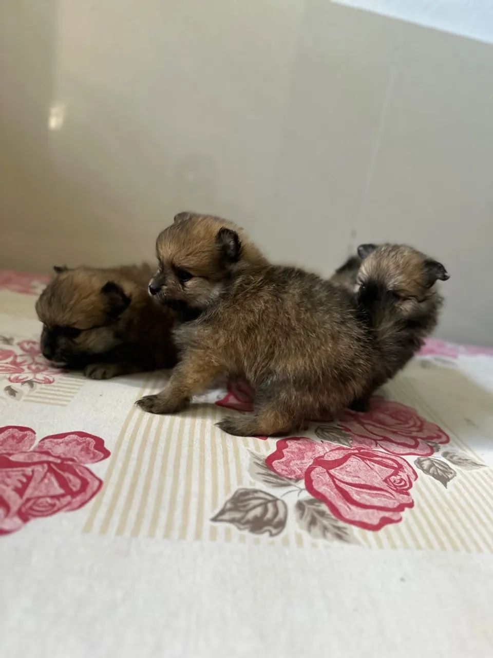 Spitz alemão (Lulu da pomerânia) - Foto 3