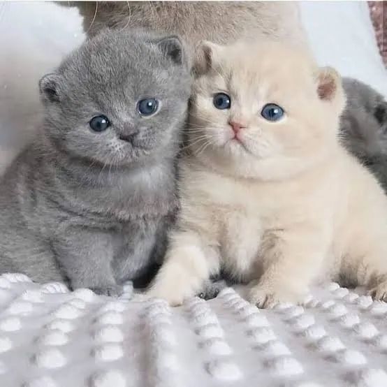 Gato British Shorthair Macho