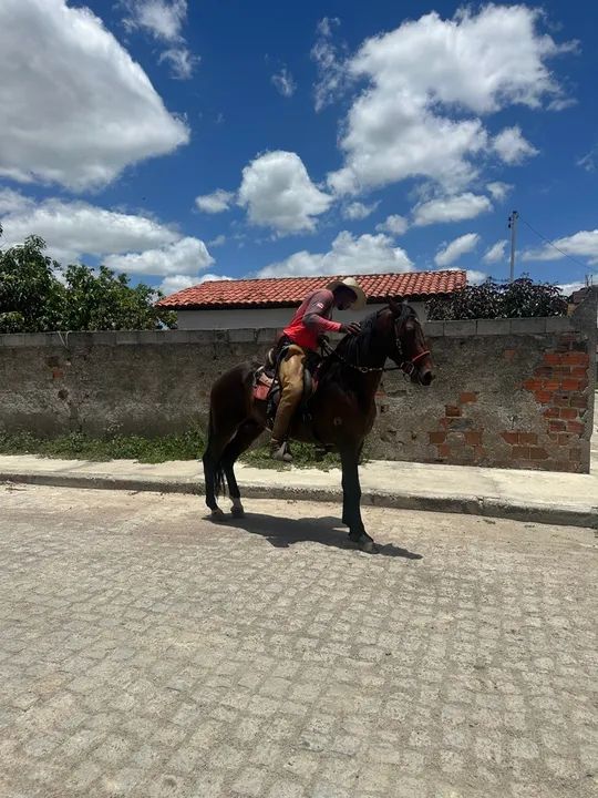 Cavalo Mangalarga Marchador  - Foto 4