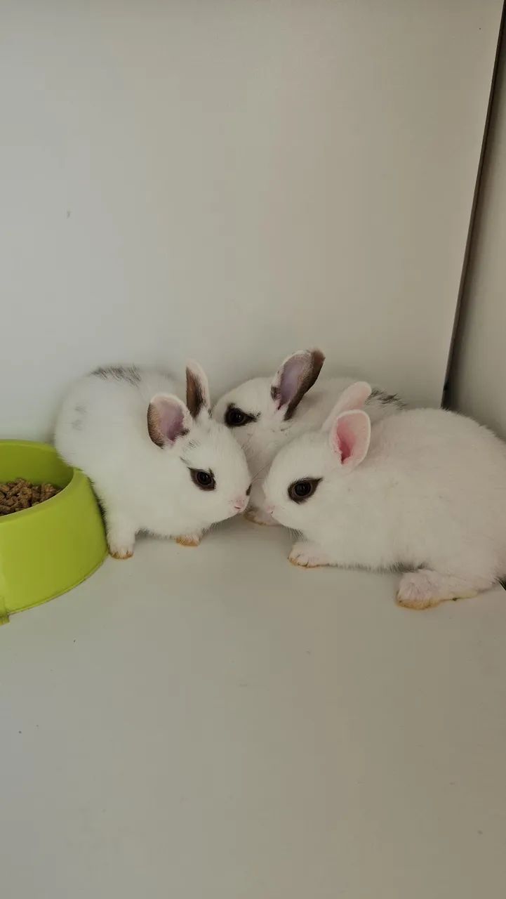 Coelho anao  - Foto 6