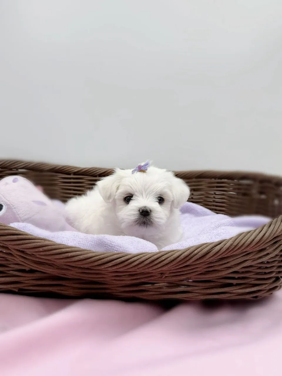 Filhote Maltês Puro - Fofo e Charmoso adorável cãozinho