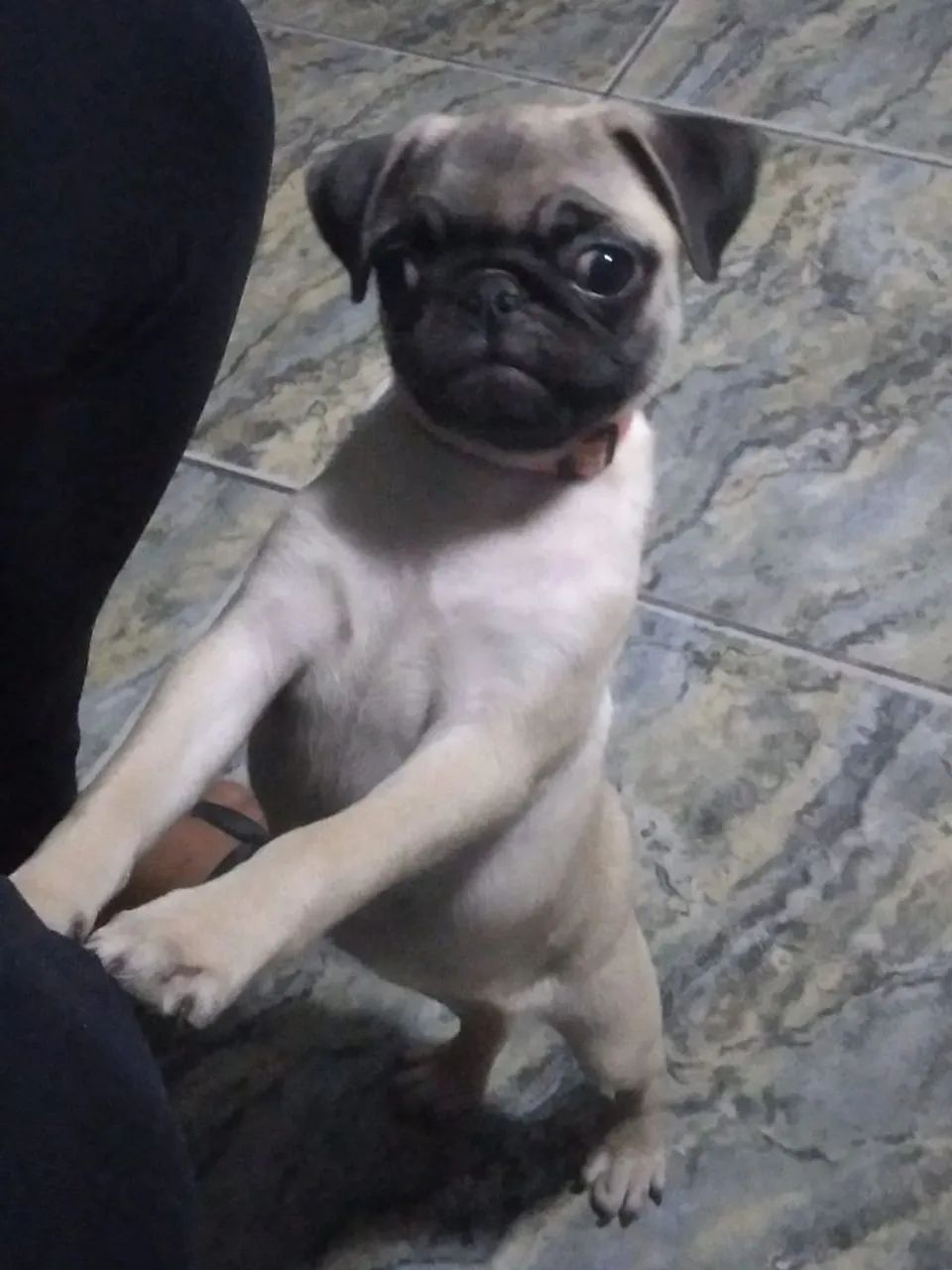 Filhote de Pug para venda - Foto 4