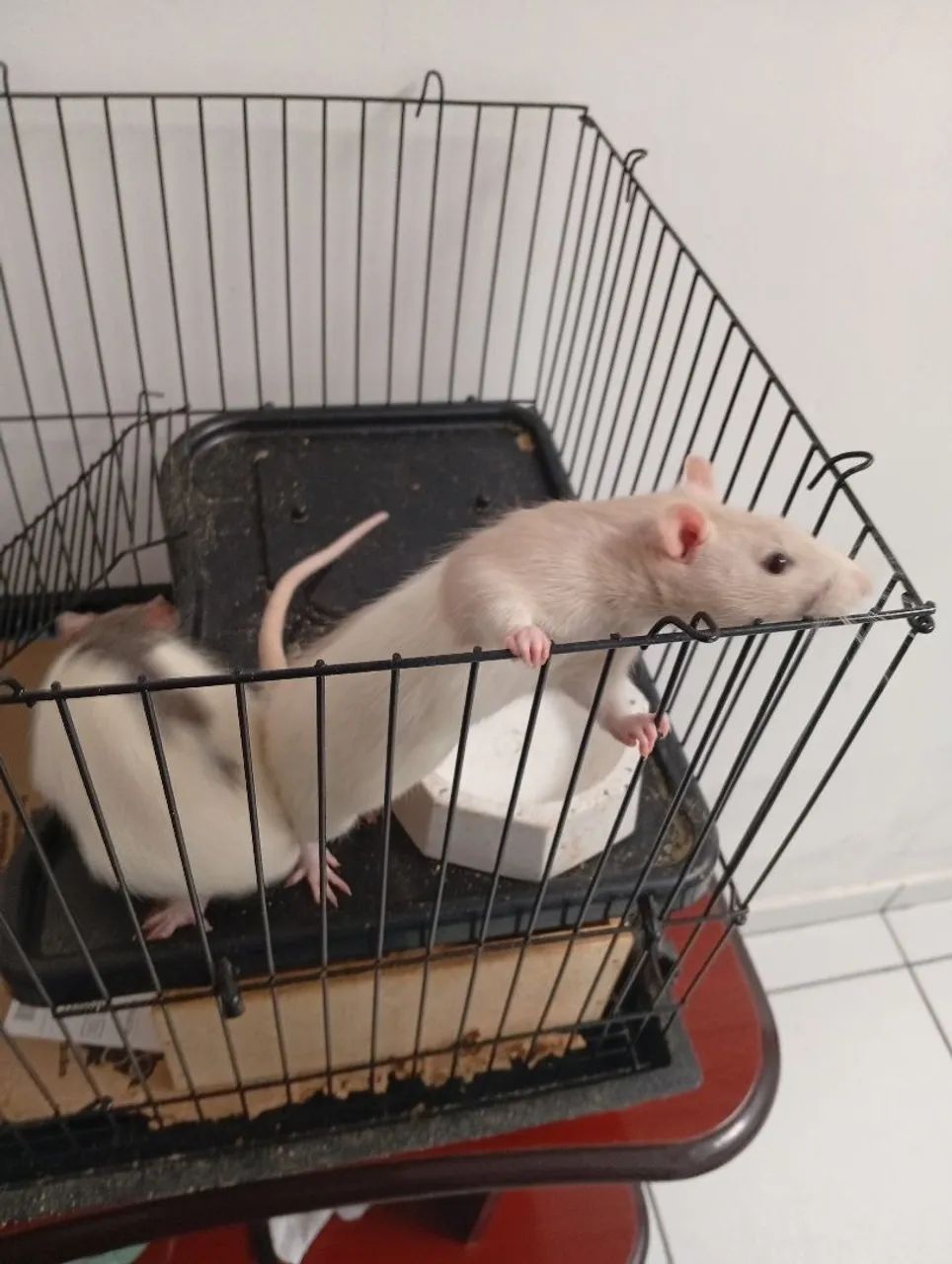 Ratos Twister  - Foto 5