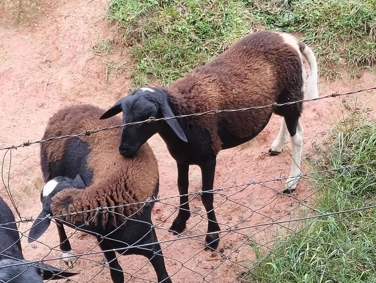 Carneiros com 7 meses - Foto 4