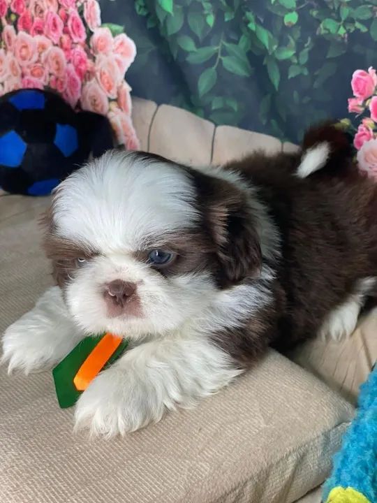 Viva a experiência de ter um filhote em sua vida!