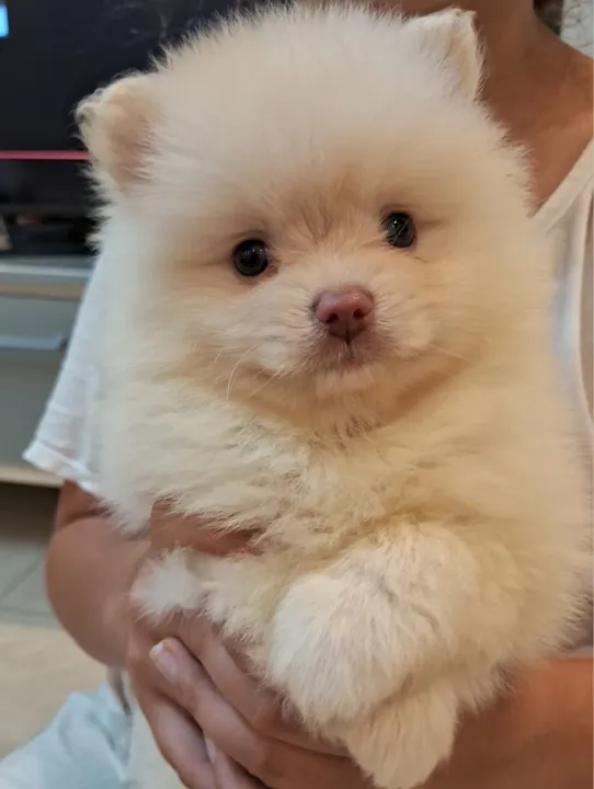Luluzinho bem pequeno