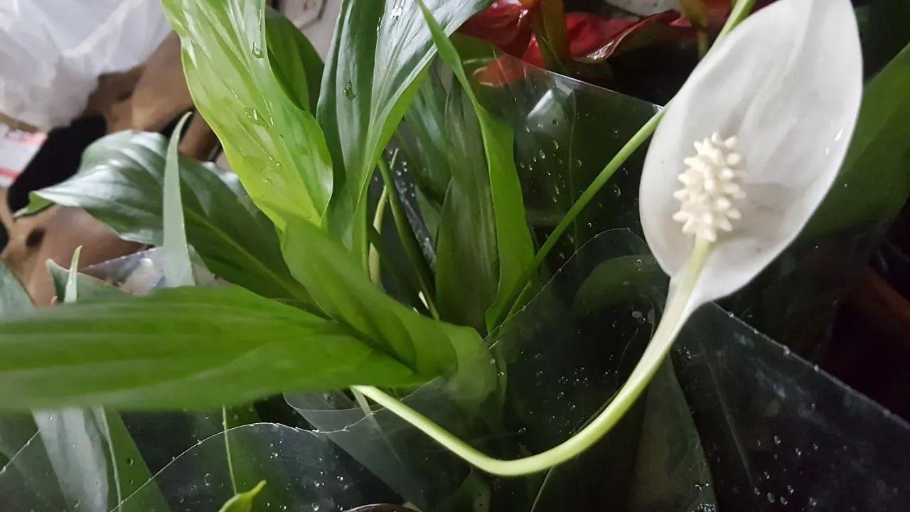 Plantas de Paz - Pacote com 12 Mudas - Foto 2