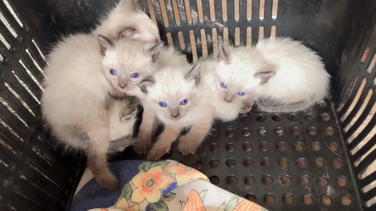 Doação responsável  - Foto 2