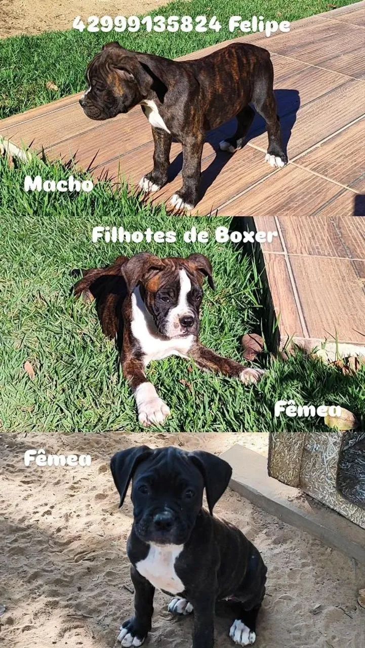 Filhotes Boxer - Macho e Fêmea
