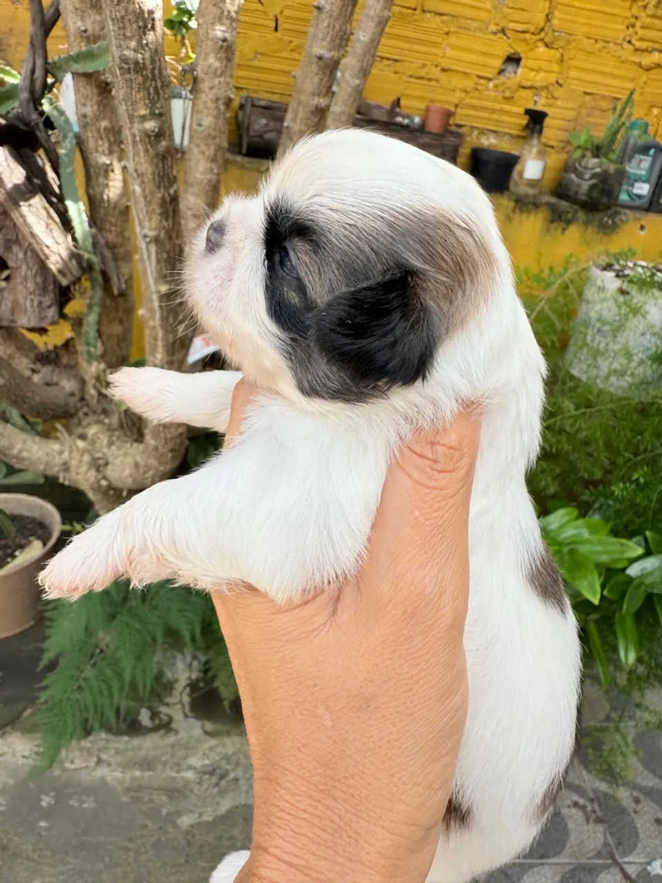 Filhote de Shih Tzu disponível venda!