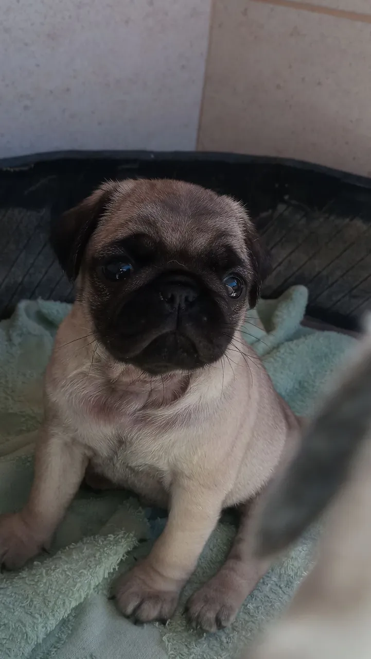 Filhote de Pug para vender já estão vermifugados