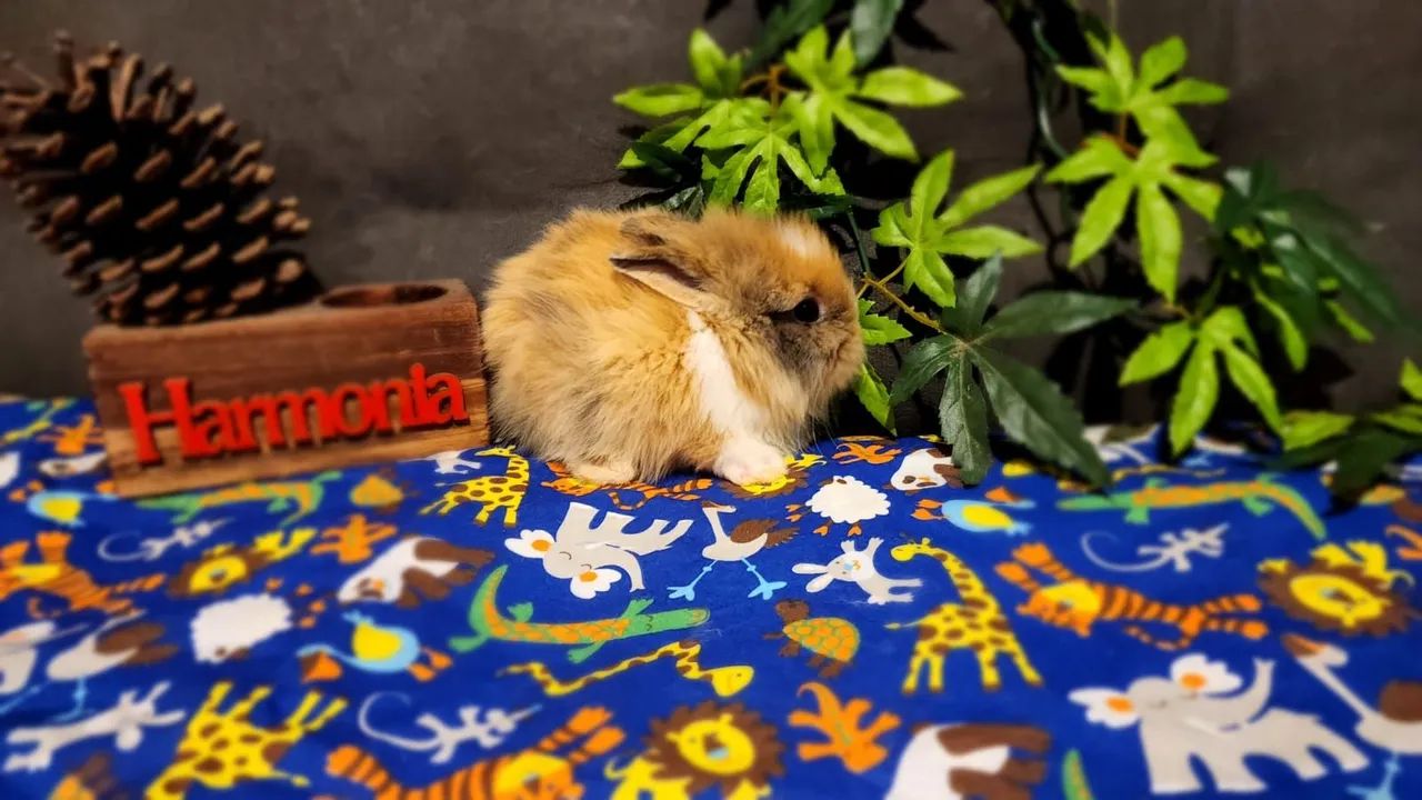 Lindos Filhotes Disponíveis Mini Coelhos Lion Head  - Foto 4