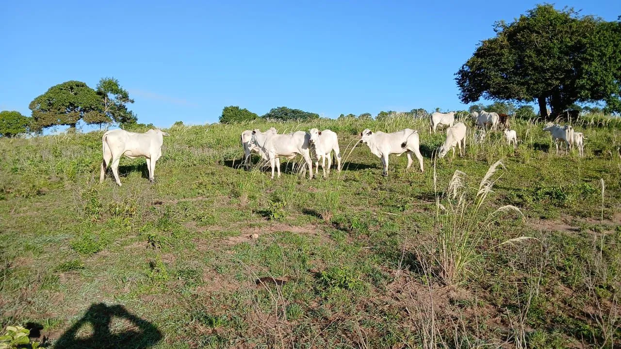 Vende-se vacas Nelore e Angus