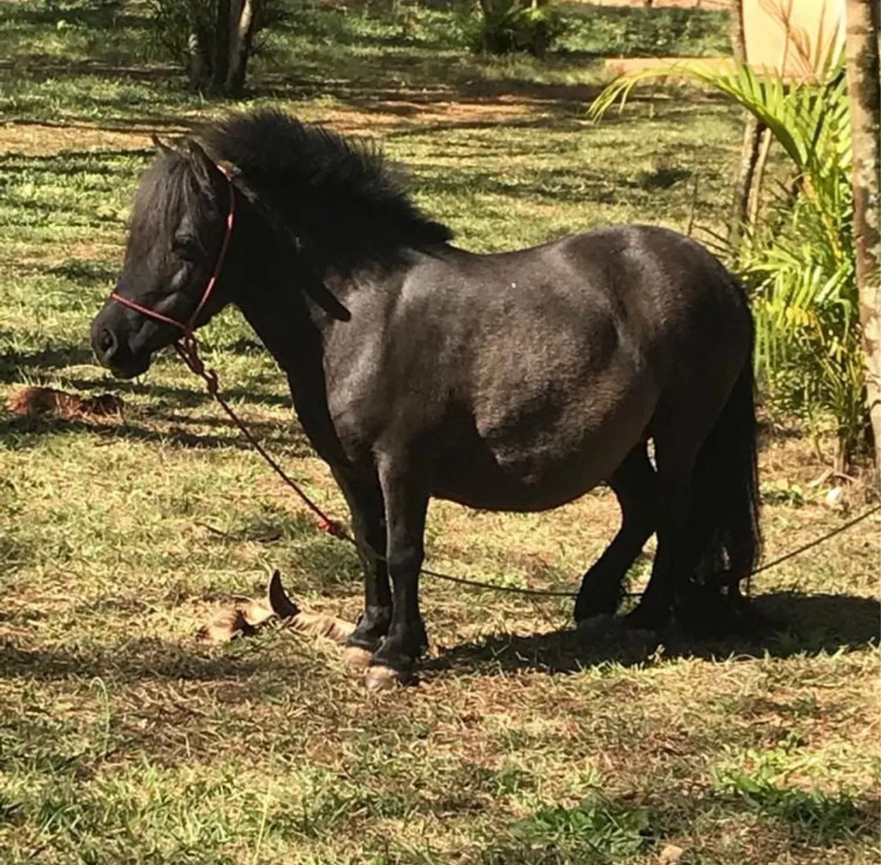 Casal de mini pôneis pretos - Foto 3