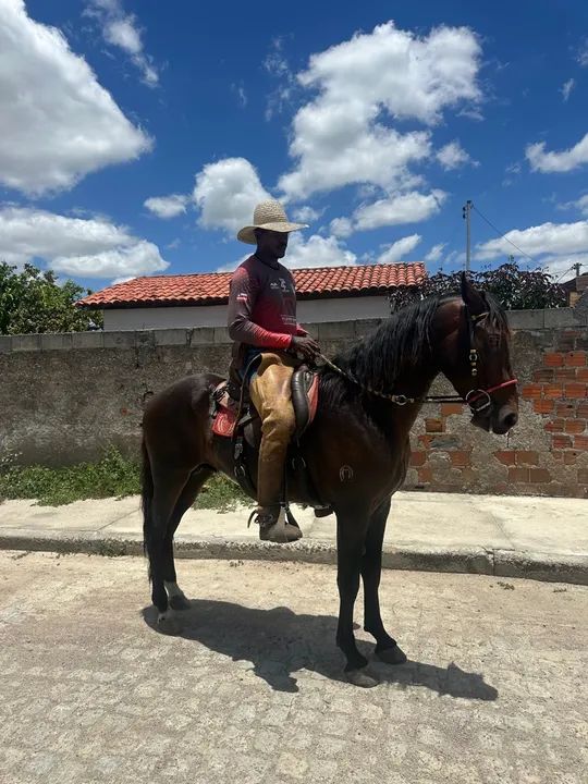 Cavalo Mangalarga Marchador  - Foto 5