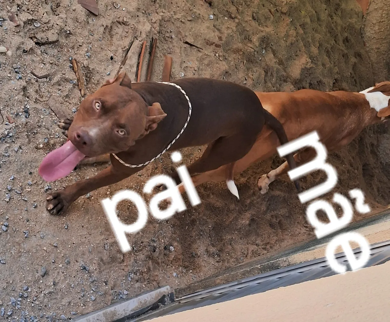 Filhotes de Pitbull