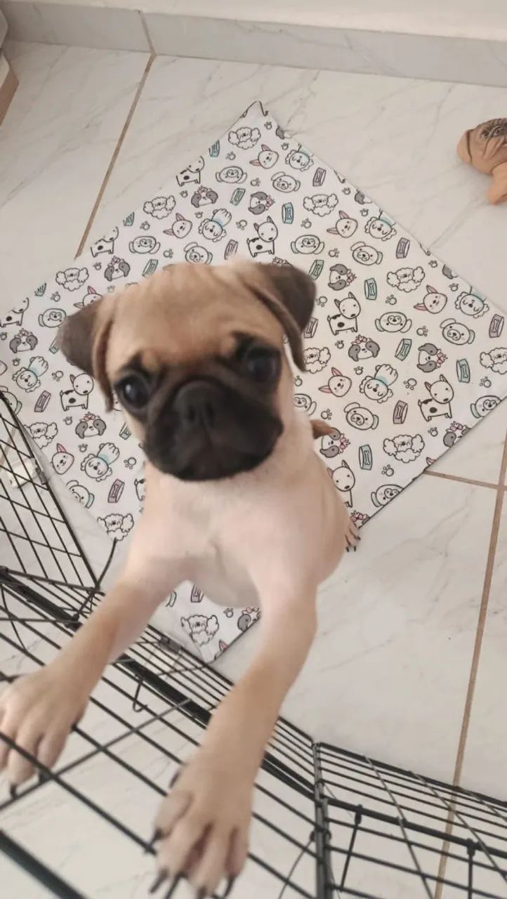 Filhote de Pug Fêmea - Foto 2