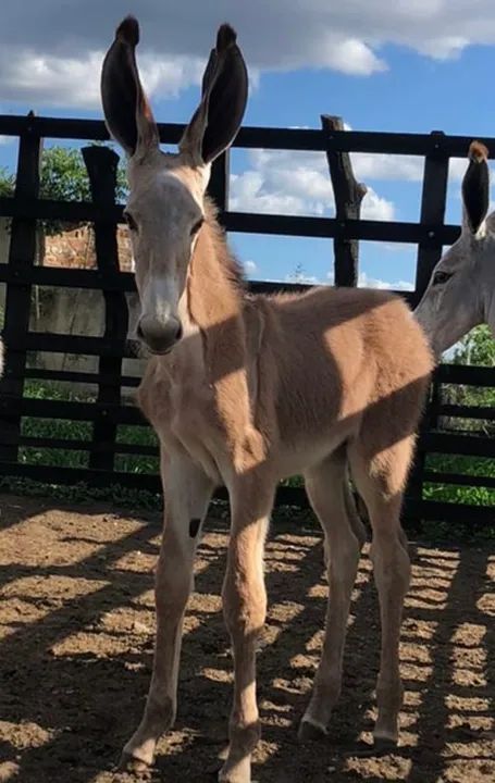 Fantástica de Santaluz