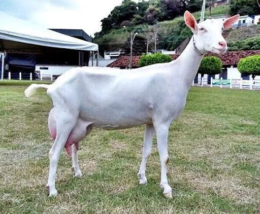 Cabra leiteira 