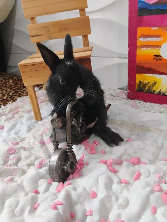 Coelhinho rex com Anão  - Foto 2