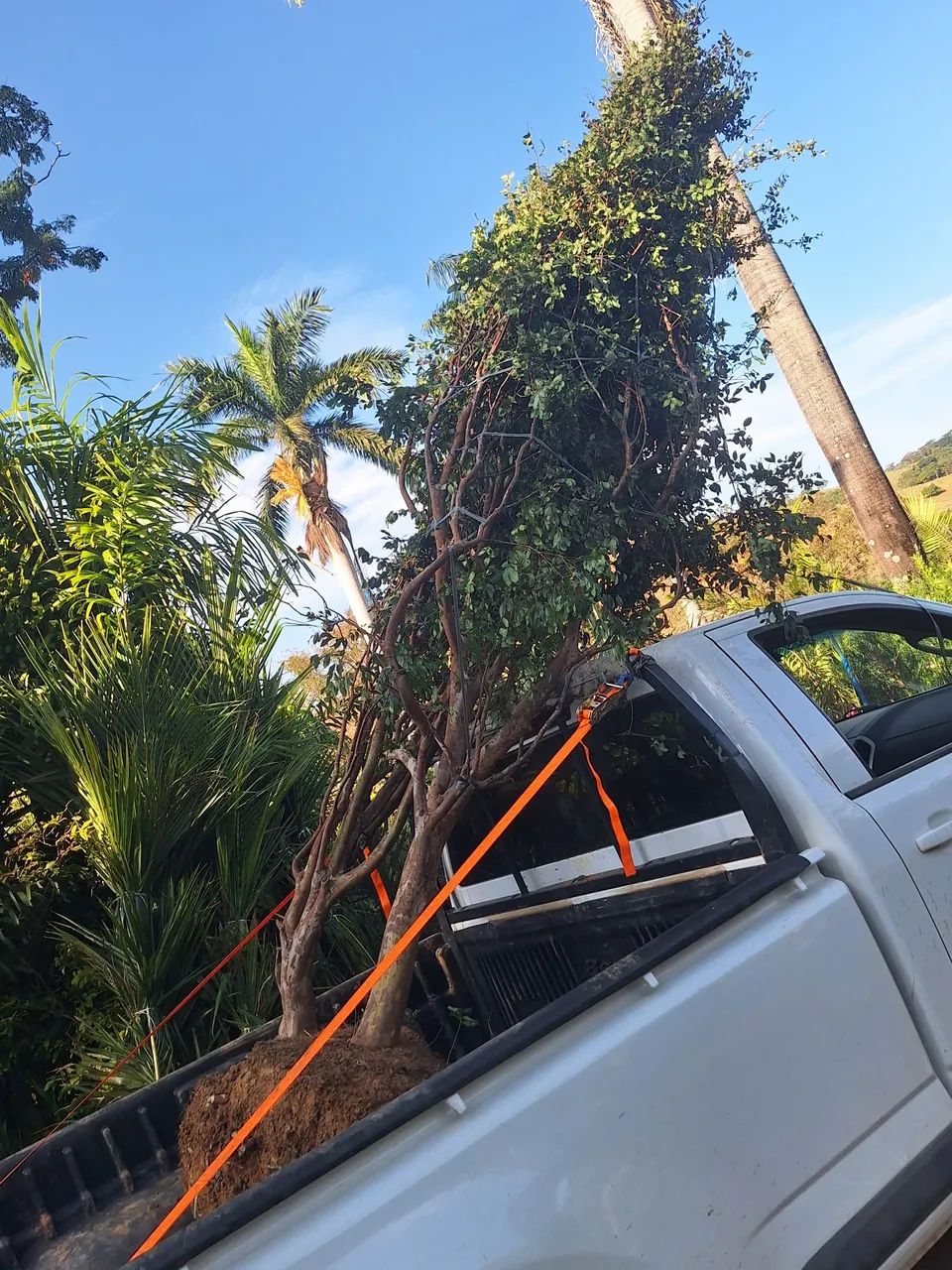 Mudas de jabuticabeira sabara - Foto 2