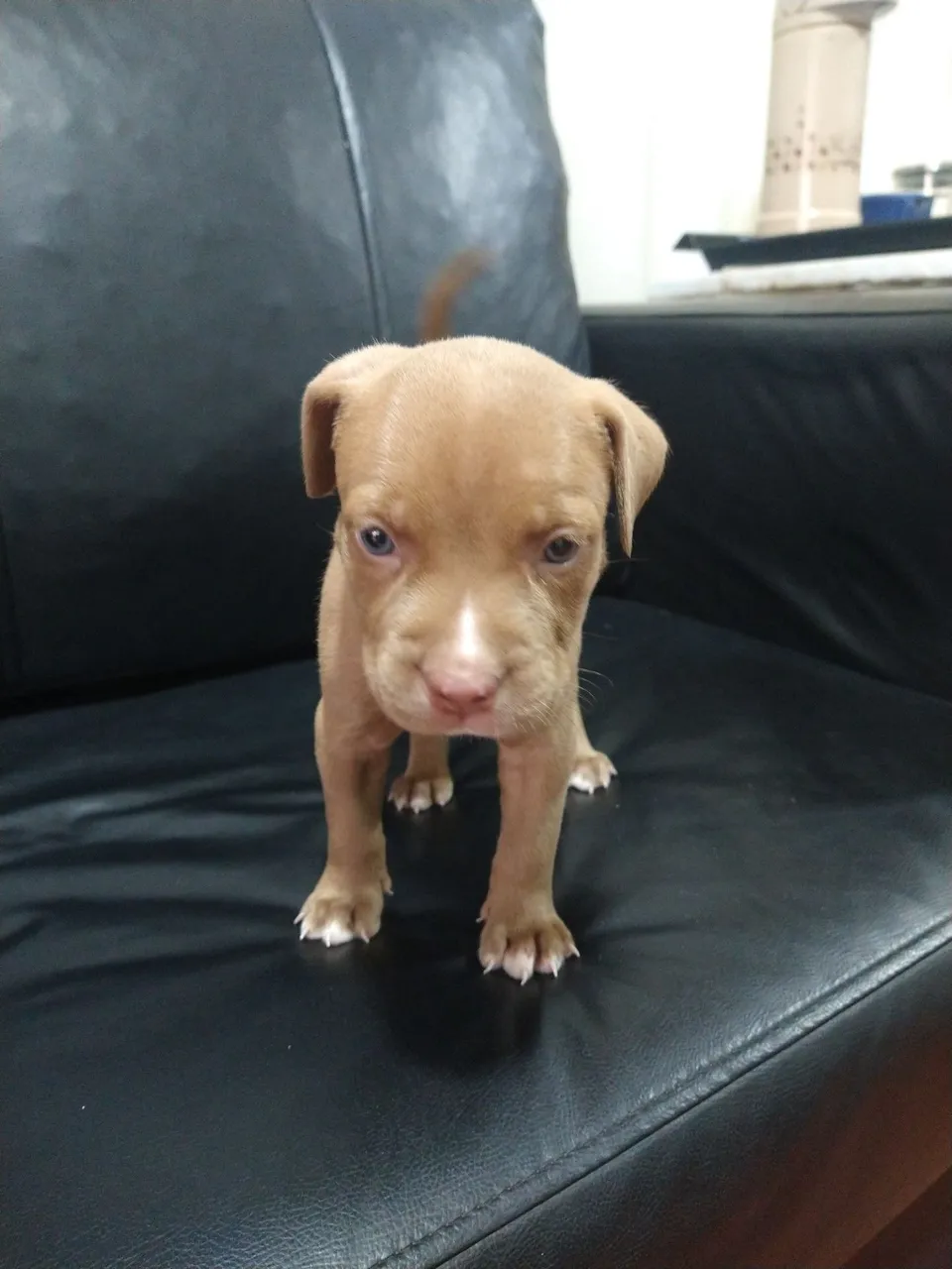 Pit monst