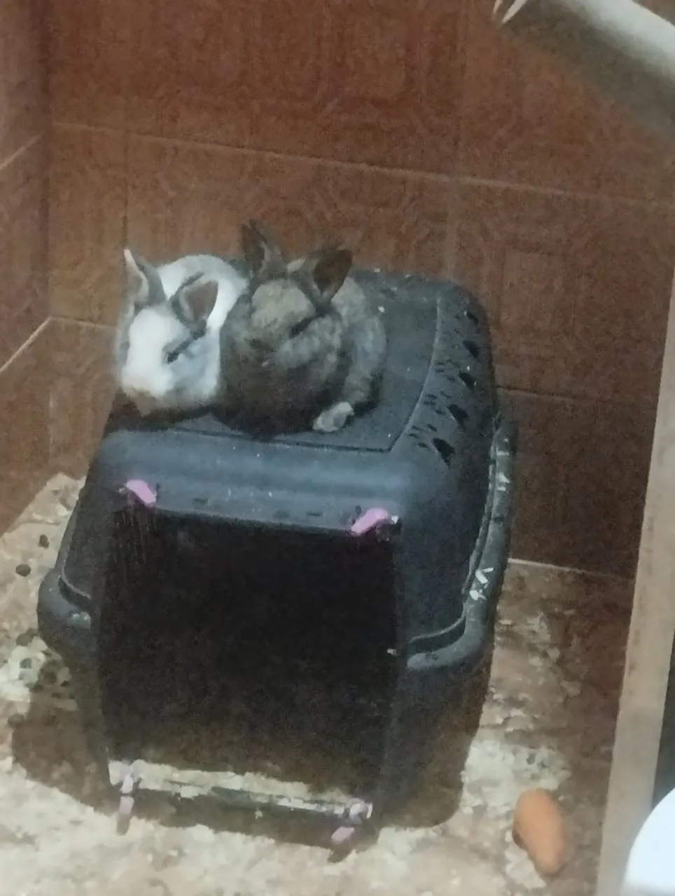 Filhote coelho gigante.