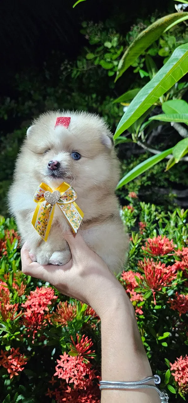 Lulu da Pomerânia Anão Baby face ursinho 