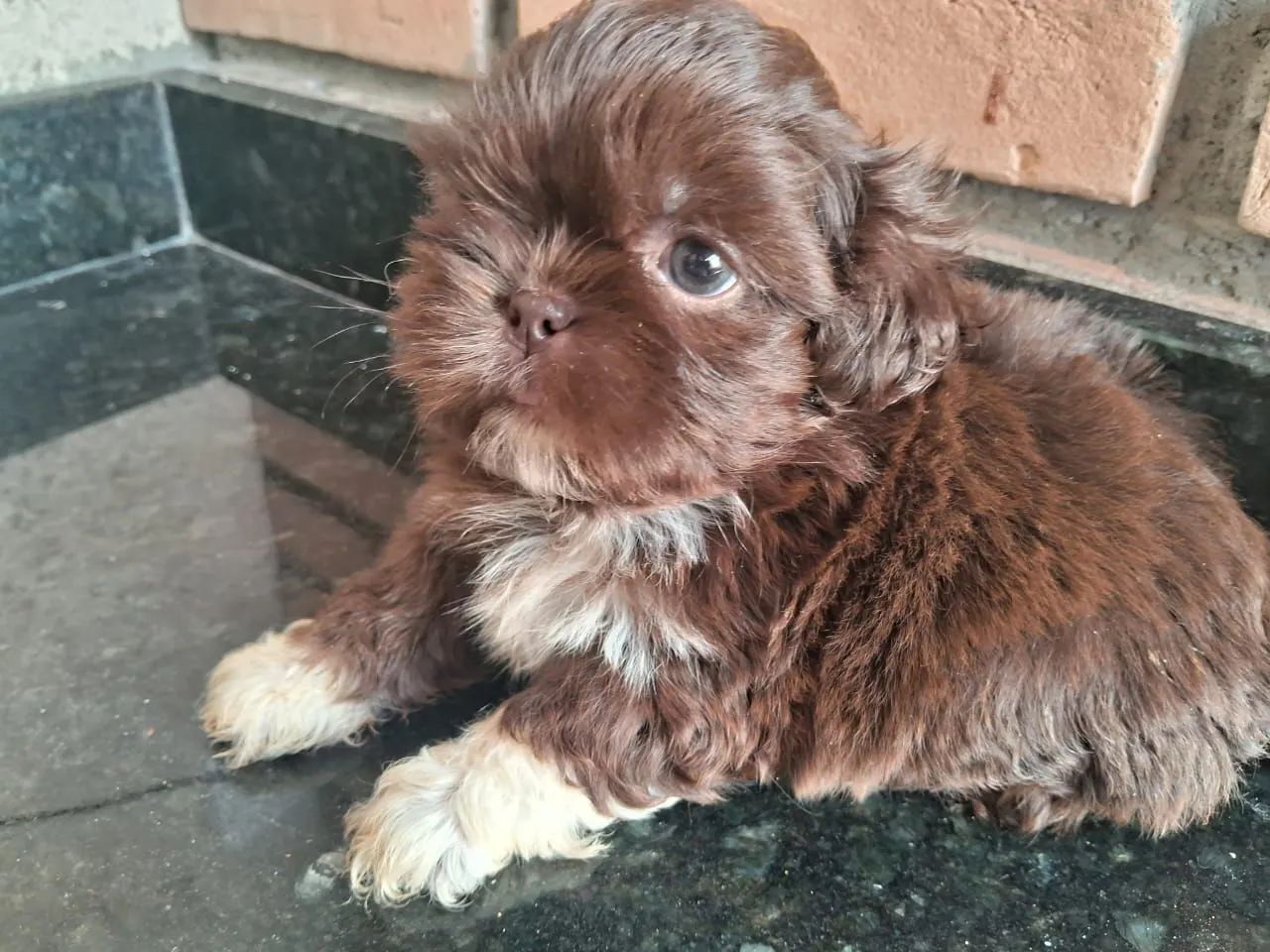 Filhote de Shitzu Shiatsu chetos Shih Tzu macho - Foto 3