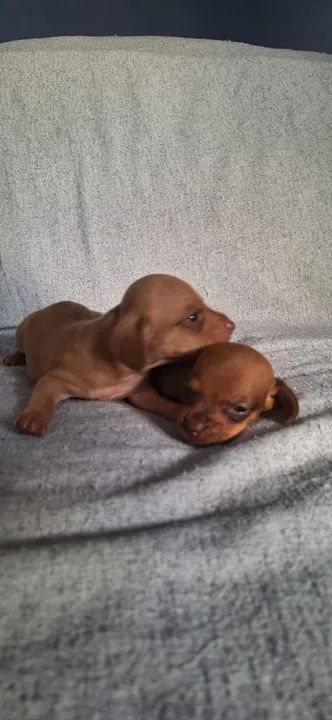 Filhotes de Basset (famoso salsichinha) - Foto 2