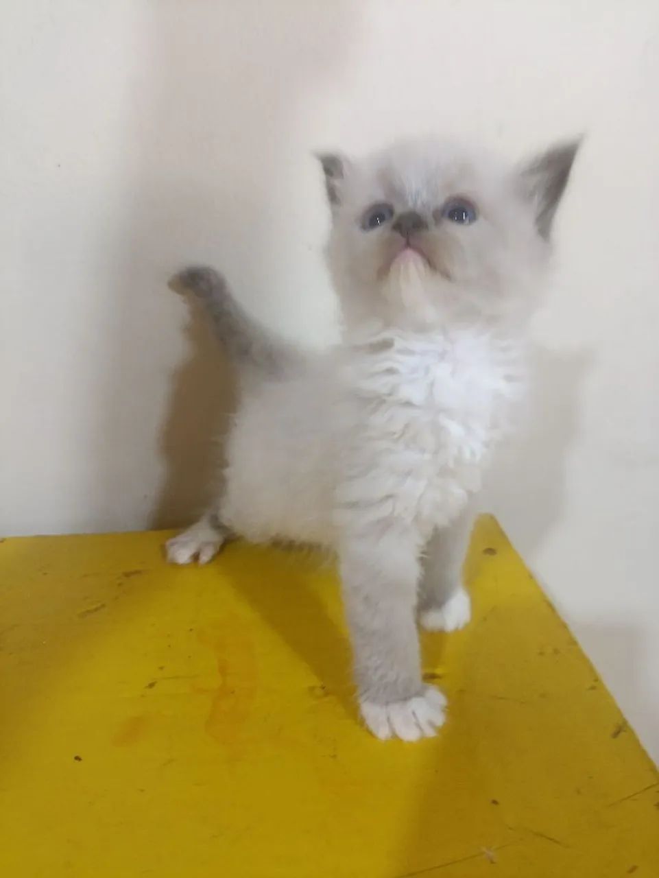 Filhote gato Persa e Ragdoll - Foto 2