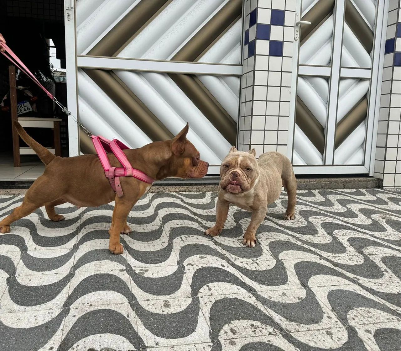 Américan Bully pocket fêmea chocolate MERLE pedigree OK  - Foto 4