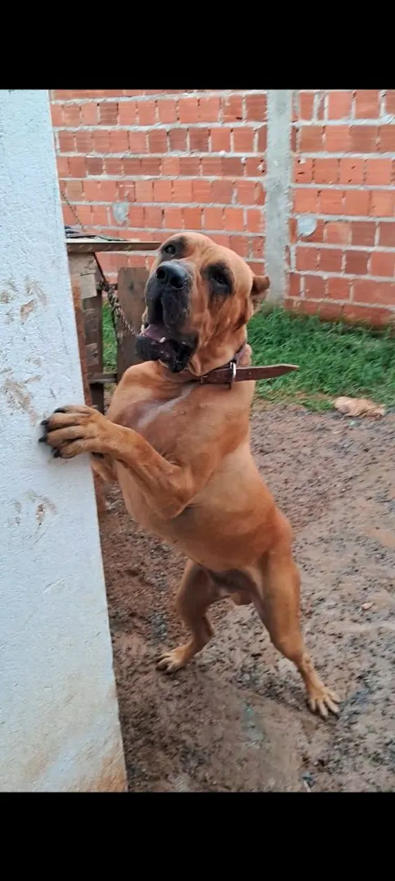 Fila Brasileiro